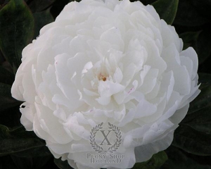 Thumbnail of Peony Mrs. Frank Beach, image 1 of 1