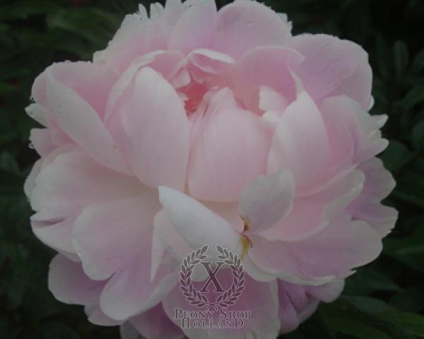 Peony Mrs. Franklin D. Roosevelt