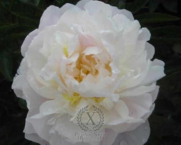 Peony My Love