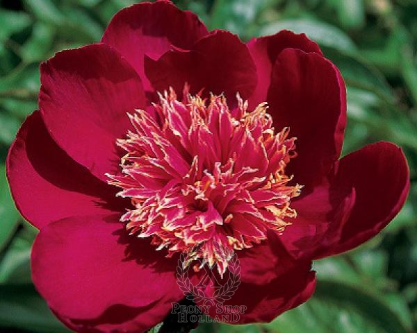 Peony Myron Branson