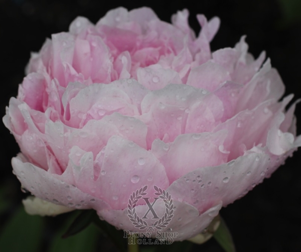 Peony Nancy Nora