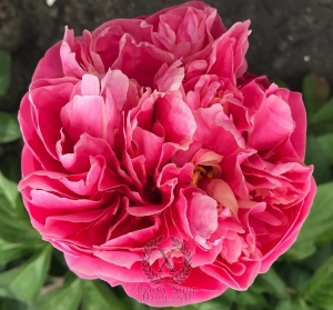 Thumbnail of Peony Nectar of the Gods, image 1 of 1