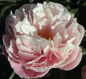 Thumbnail of Peony Nelda's Joy, image 1 of 1