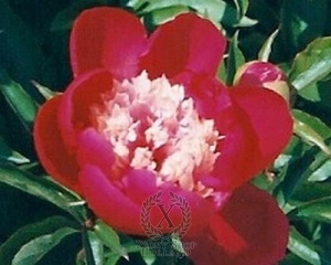 Thumbnail of Peony Nellie Saylor, image 1 of 1