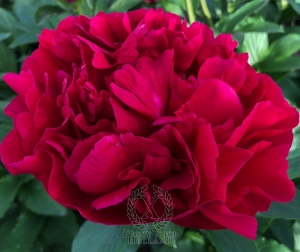 Thumbnail of Peony Nemean Lion®, image 1 of 7