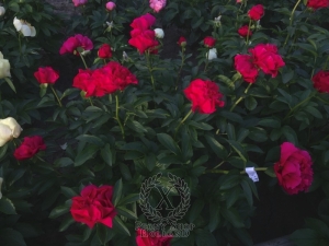 Thumbnail of Peony Nemean Lion®, image 2 of 7