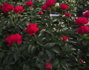 Thumbnail of Peony Nemean Lion®, image 3 of 7