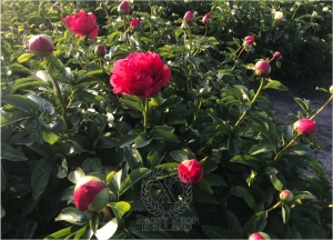 Thumbnail of Peony Nemean Lion®, image 4 of 7