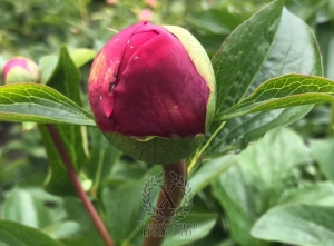 Thumbnail of Peony Nemean Lion®, image 5 of 7