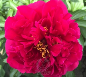 Thumbnail of Peony Nemean Lion®, image 6 of 7