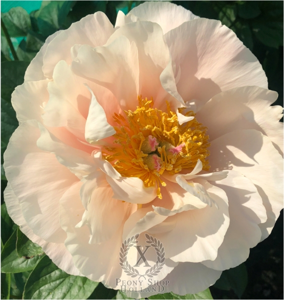 Peony Nemesis