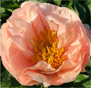 Thumbnail of Peony Nemesis, image 2 of 2