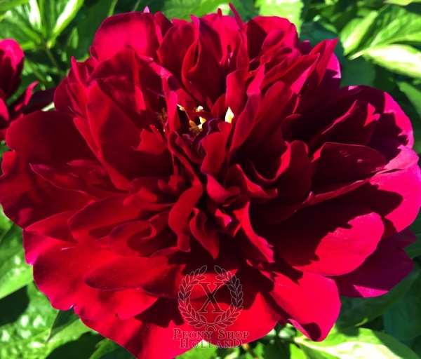 Peony Nero