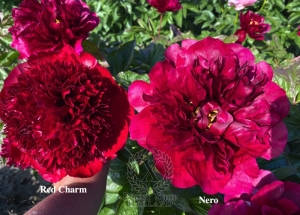 Thumbnail of Peony Nero, image 2 of 6