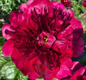 Thumbnail of Peony Nero, image 3 of 6