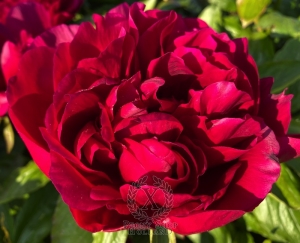 Thumbnail of Peony Nero, image 4 of 6