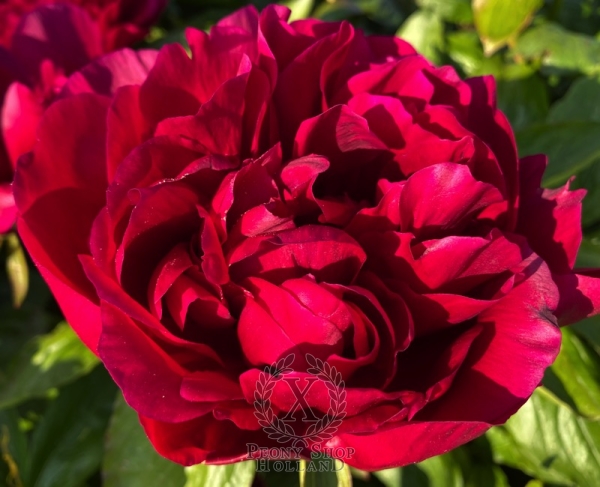 Peony Nero, image 4 of 6