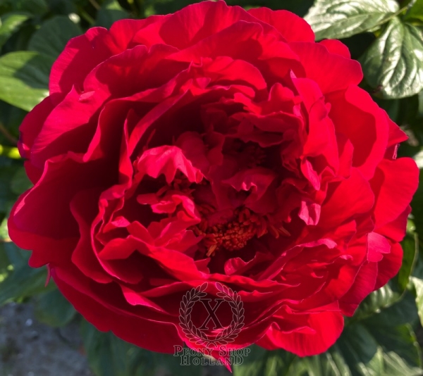 Peony Nerva®