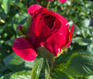 Thumbnail of Peony Nerva®, image 3 of 6