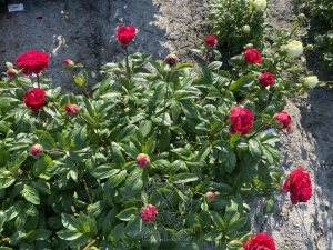 Thumbnail of Peony Nerva®, image 6 of 6