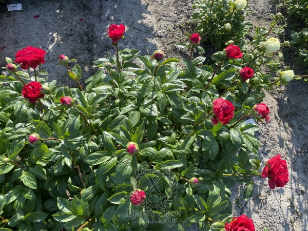 Peony Nerva®, image 6 of 6