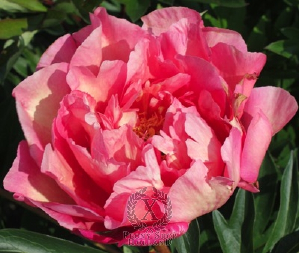 Peony New Millennium