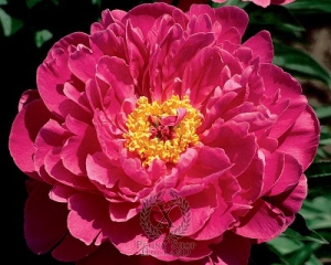 Thumbnail of Peony Nice Gal, image 1 of 1