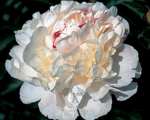 Thumbnail of Peony Nick Shaylor, image 1 of 1