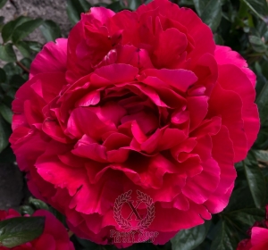 Thumbnail of Peony Niobe of the Voreni, image 1 of 8