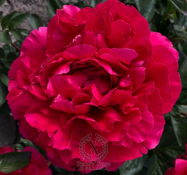 Peony Niobe of the Voreni