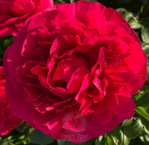 Thumbnail of Peony Niobe of the Voreni, image 2 of 8