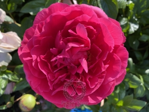 Thumbnail of Peony Niobe of the Voreni, image 4 of 8