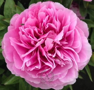 Thumbnail of Peony Nobilissima Femina®, image 1 of 1