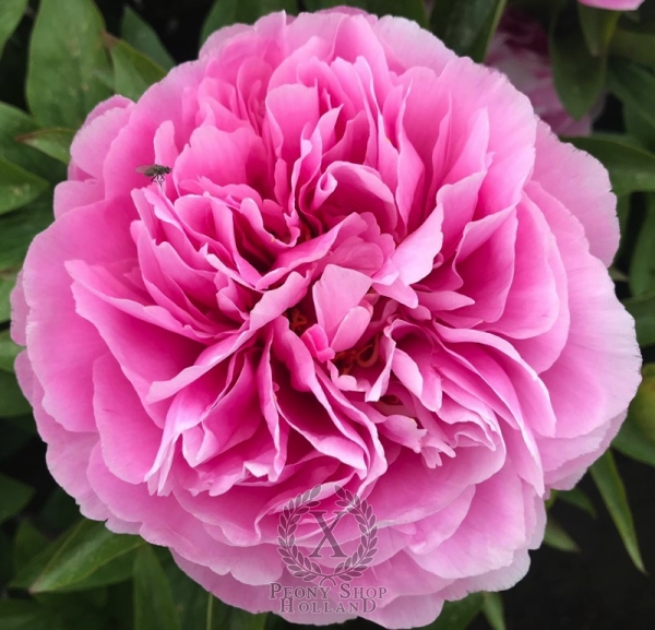 Peony Nobilissima Femina®, image 1 of 1