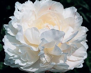 Thumbnail of Peony Norma Volz, image 1 of 1