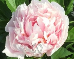 Thumbnail of Peony Northwind Maiden, image 2 of 2