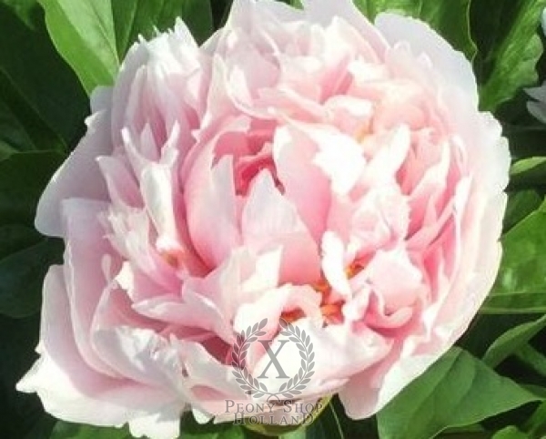 Peony Northwind Maiden, image 2 of 2