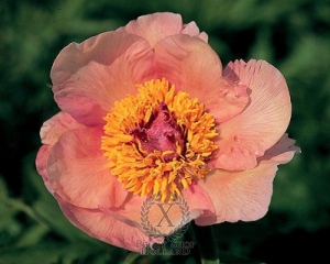 Thumbnail of Peony Nosegay, image 1 of 1