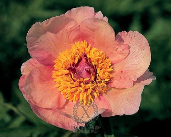 Peony Nosegay, image 1 of 1