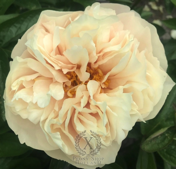 Peony Nova Invicta