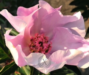 Thumbnail of Peony Novost Altaja, image 1 of 4