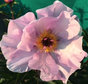 Thumbnail of Peony Novost Altaja, image 2 of 4