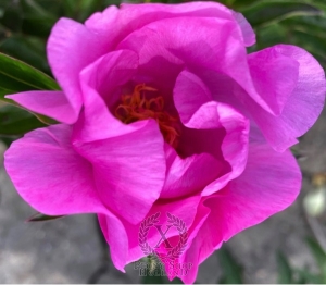 Thumbnail of Peony Novost Altaja, image 3 of 4