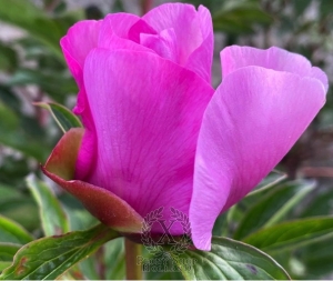 Thumbnail of Peony Novost Altaja, image 4 of 4