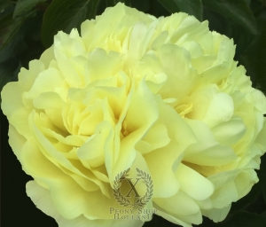 Thumbnail of Peony Obryzum, image 1 of 4