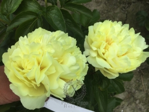 Thumbnail of Peony Obryzum, image 2 of 4