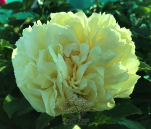 Thumbnail of Peony Obryzum, image 3 of 4