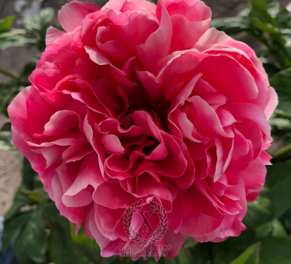 Peony Octavia