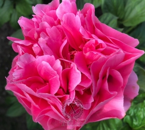 Thumbnail of Peony Octavia, image 2 of 3