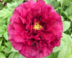 Thumbnail of Peony Old Faithful, image 1 of 2